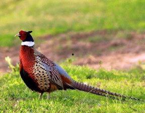 如何防止野鸡吃瓜,有效防止野鸡偷食瓜果的实用策略  第1张